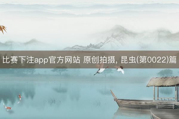 比赛下注app官方网站 原创拍摄, 昆虫(第0022)篇