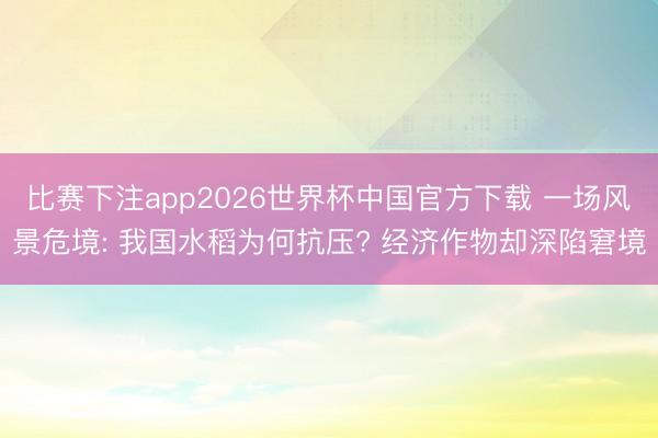 比赛下注app2026世界杯中国官方下载 一场风景危境: 我国水稻为何抗压? 经济作物却深陷窘境